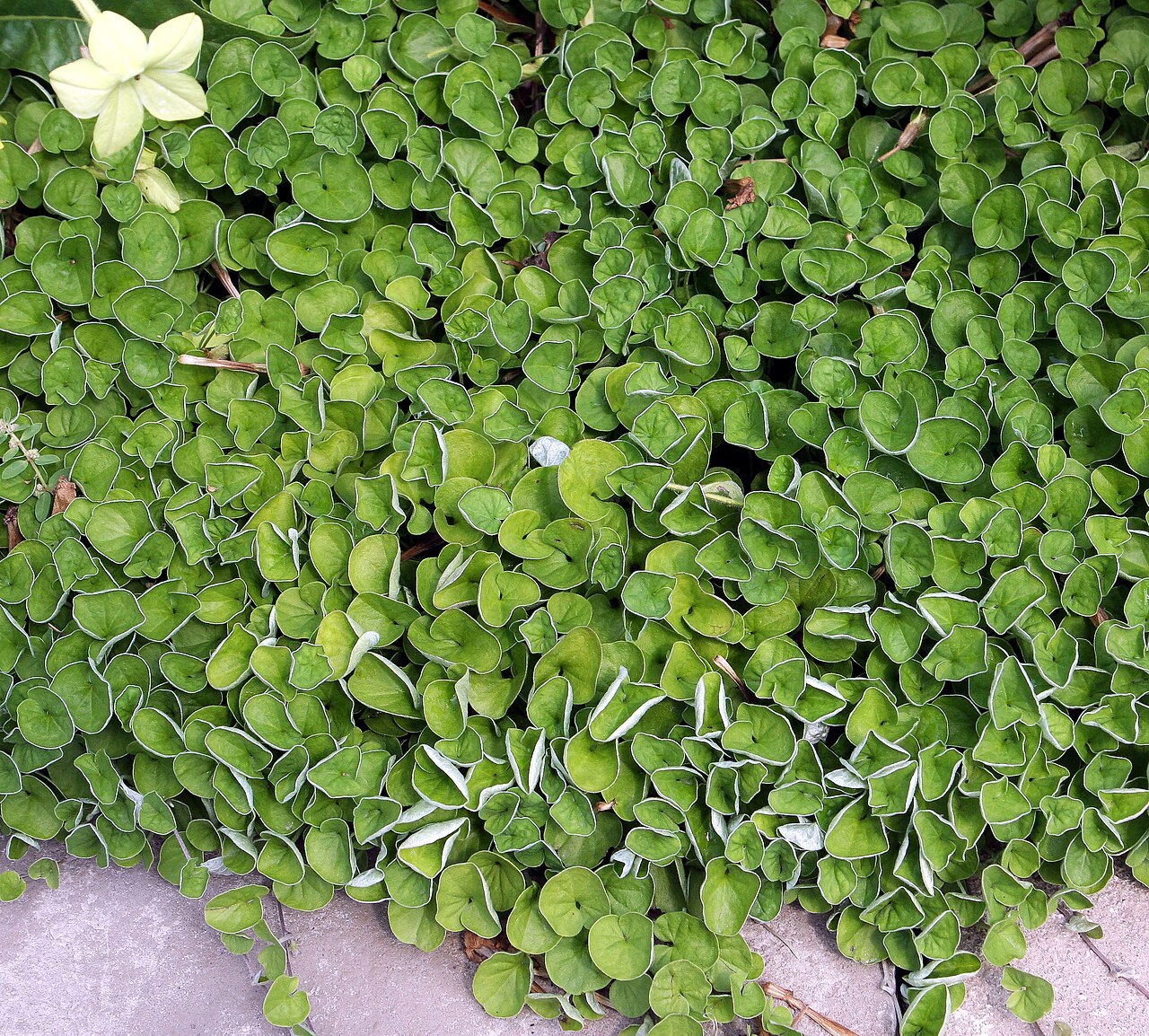 Дихондра (Dichondra) — внешний вид растения