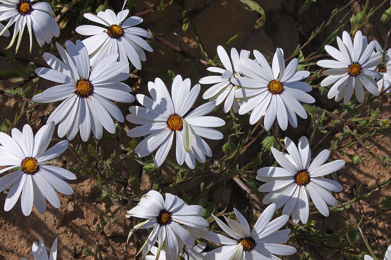Диморфотека (Dimorphotheca) — внешний вид растения