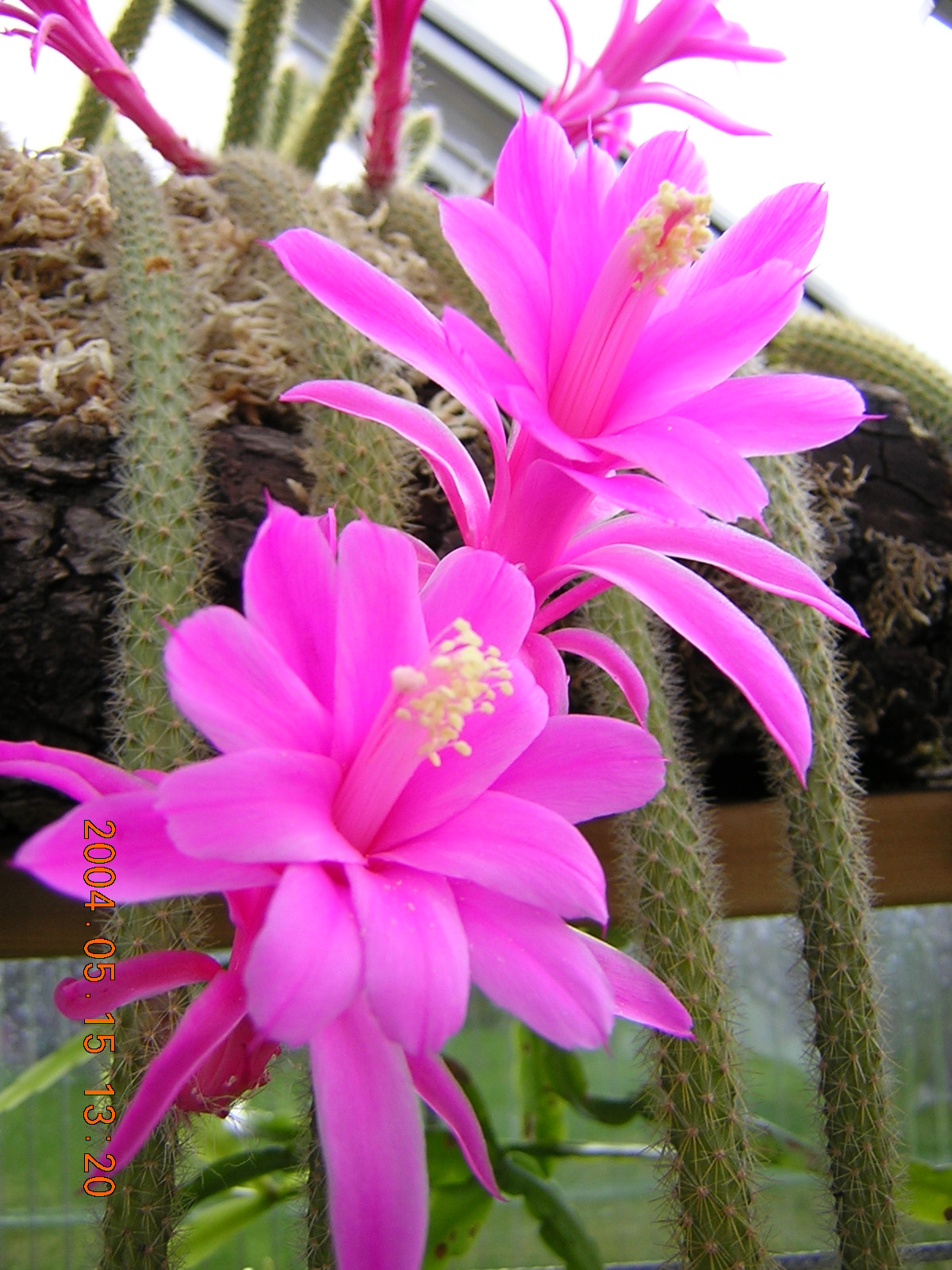 Дизокактус (Disocactus) — внешний вид растения