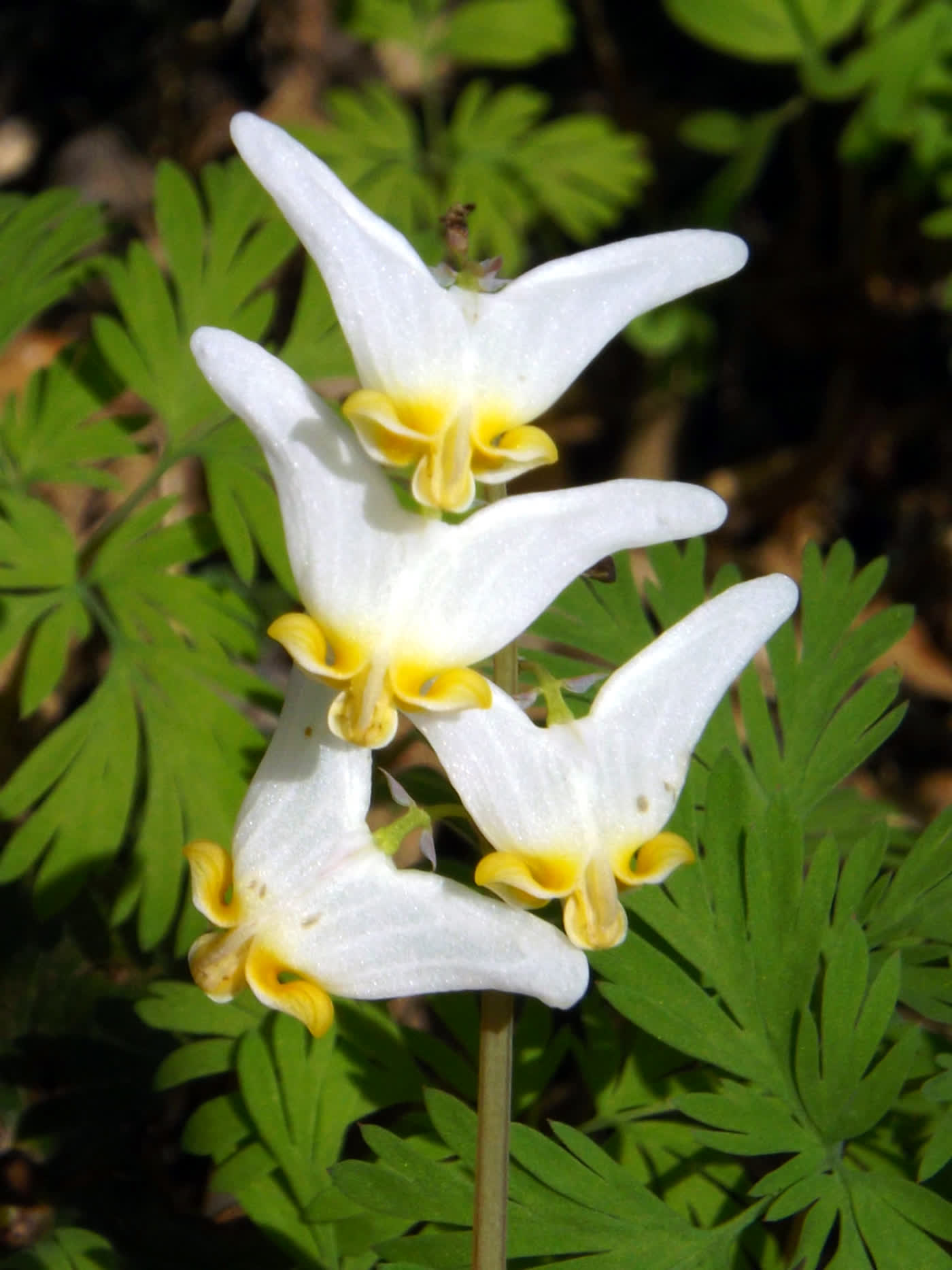Дицентра клобучковая (Dicentra cucullaria) — белые цветки-«штанишки»