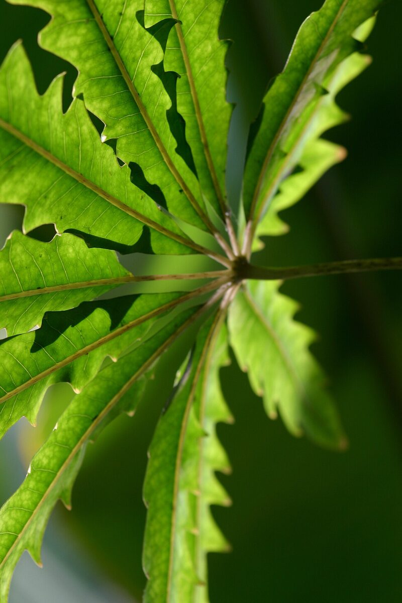 Дизиготека (Schefflera elegantissima (Dizygotheca elegantissima)) — внешний вид растения
