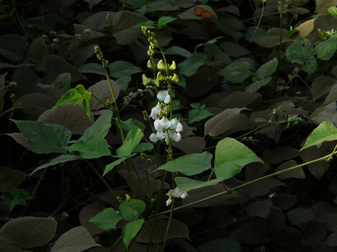 Долихос (Lablab purpureus) — внешний вид растения