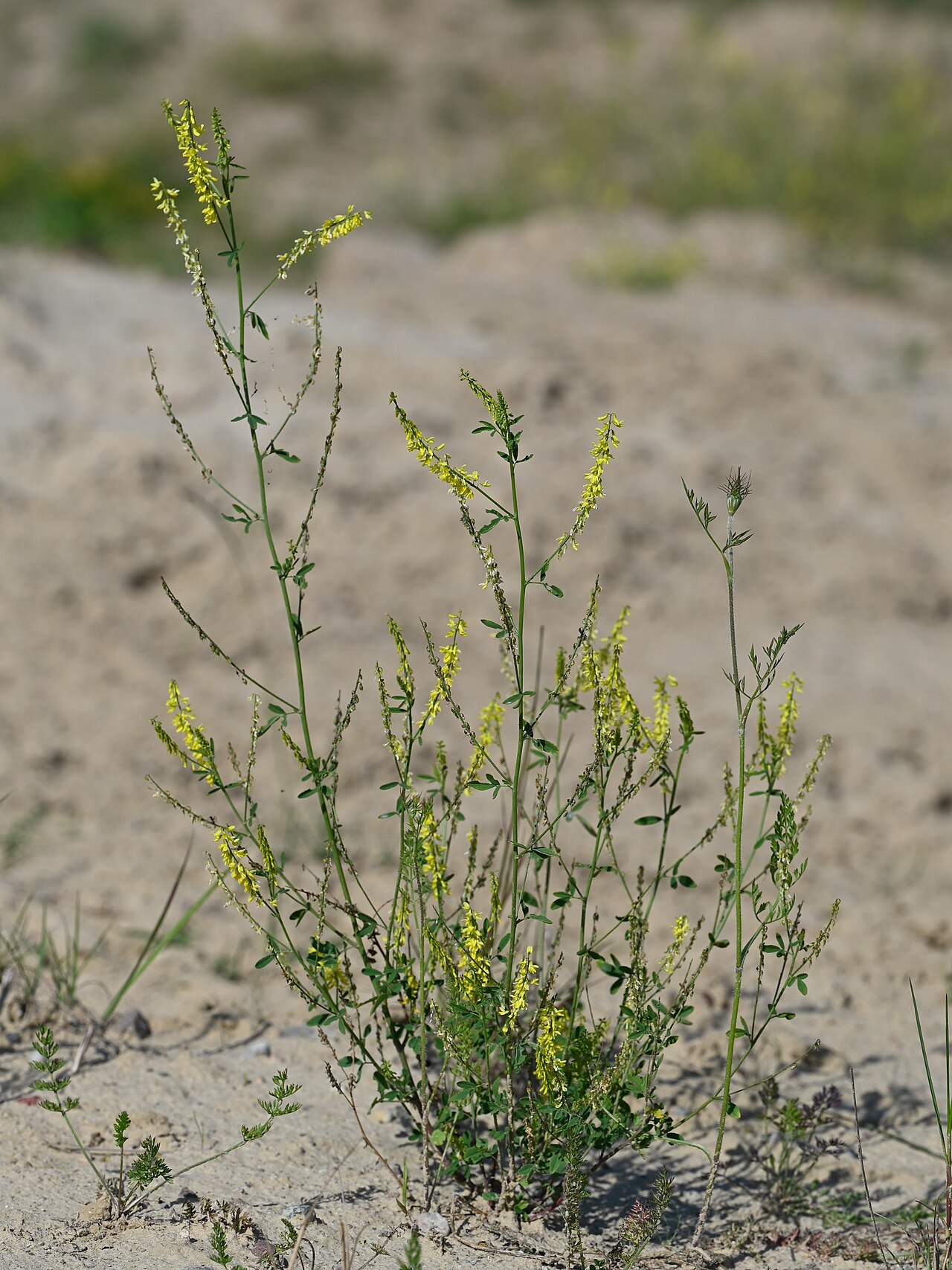 Донник (Melilotus officinalis) — внешний вид растения