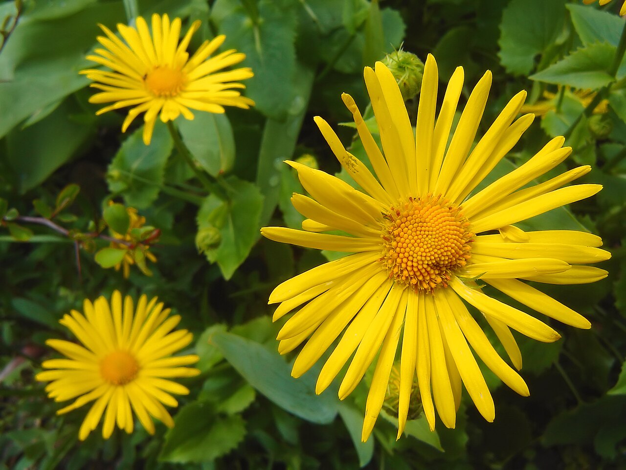 Дороникум (Doronicum) — внешний вид растения