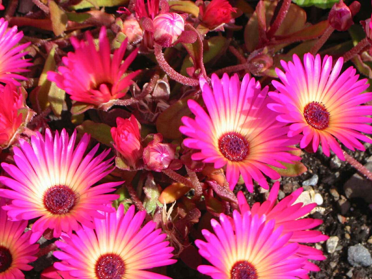 Доротеантус (Dorotheanthus bellidiformis) — внешний вид растения