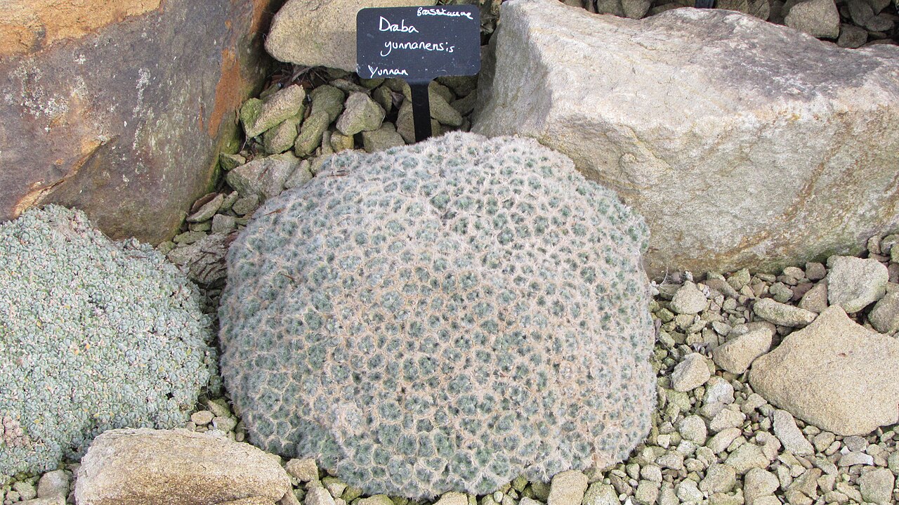 Крупка (Draba) — внешний вид растения