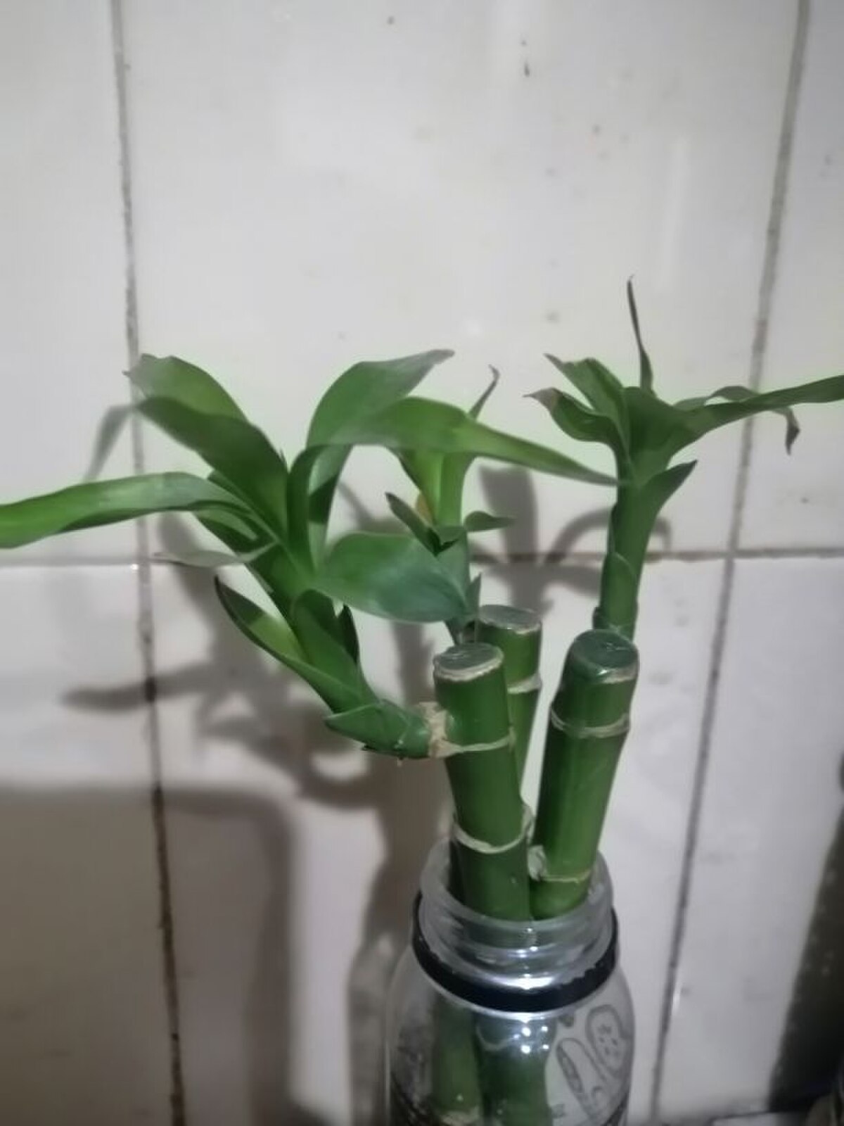 Драцена Сандера (Dracaena sanderiana), лаки бамбук: три зелёных членистых стебля с отходящими листьями стоят в стеклянной банке с водой