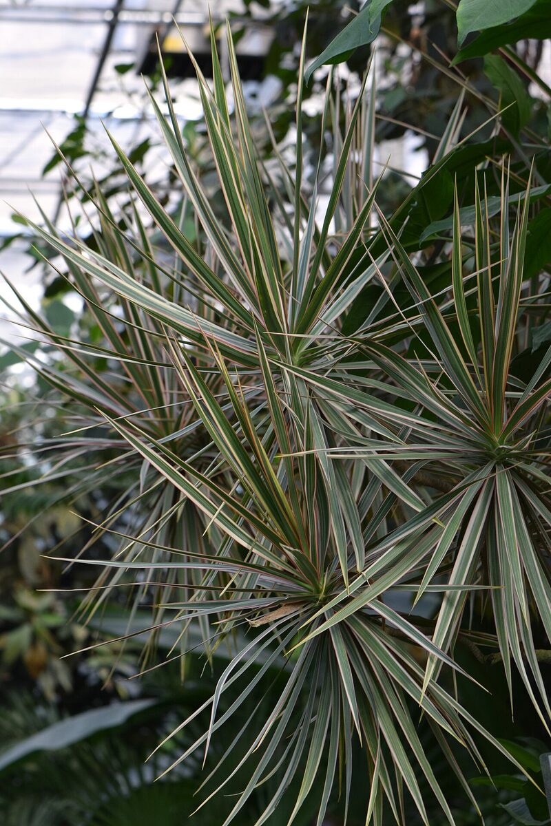 Драцена окаймлённая (Dracaena marginata) с узкими полосатыми листьями на тонком стволе