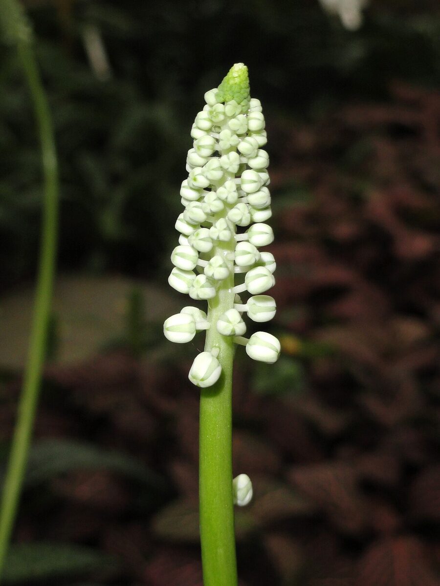Дримиопсис (Drimiopsis maculata (Ledebouria petiolata)) — внешний вид растения