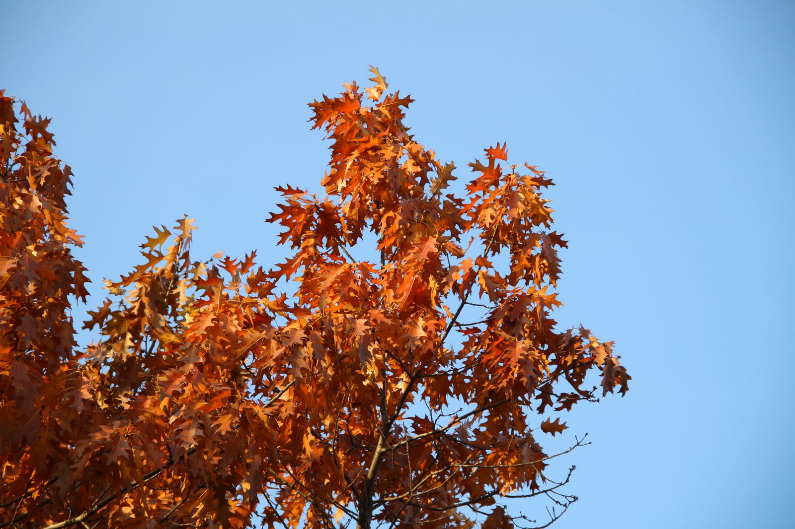 Дуб красный (Quercus rubra) — заострённые, щетинконосные лопасти листьев в багряной осенней окраске