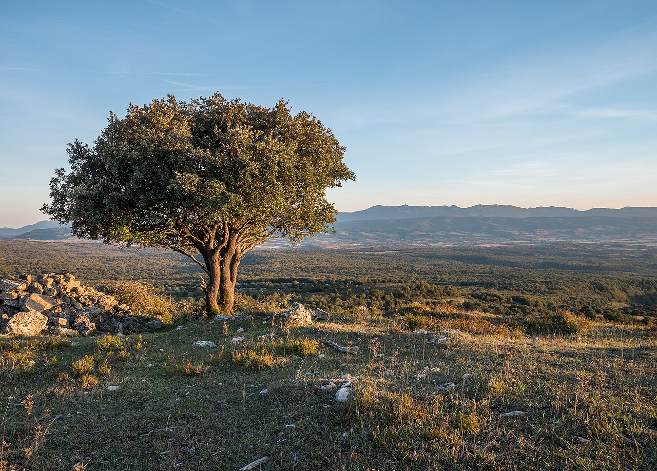 Дуб (Quercus) — внешний вид растения