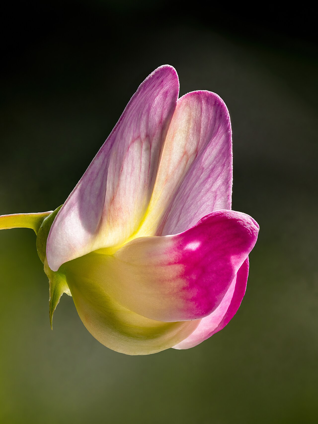 Душистый горошек (Lathyrus odoratus) — внешний вид растения