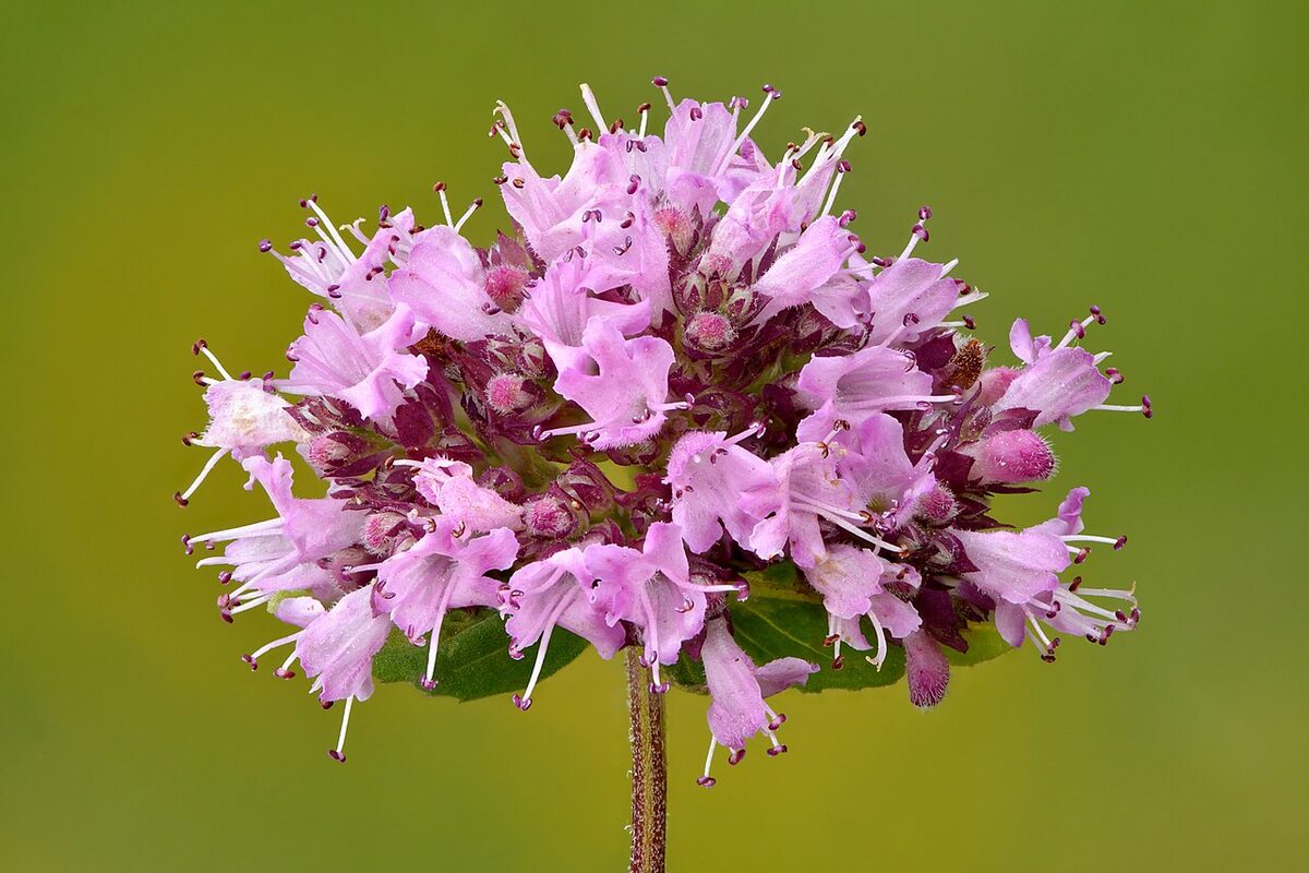Душица (Origanum vulgare) — внешний вид растения