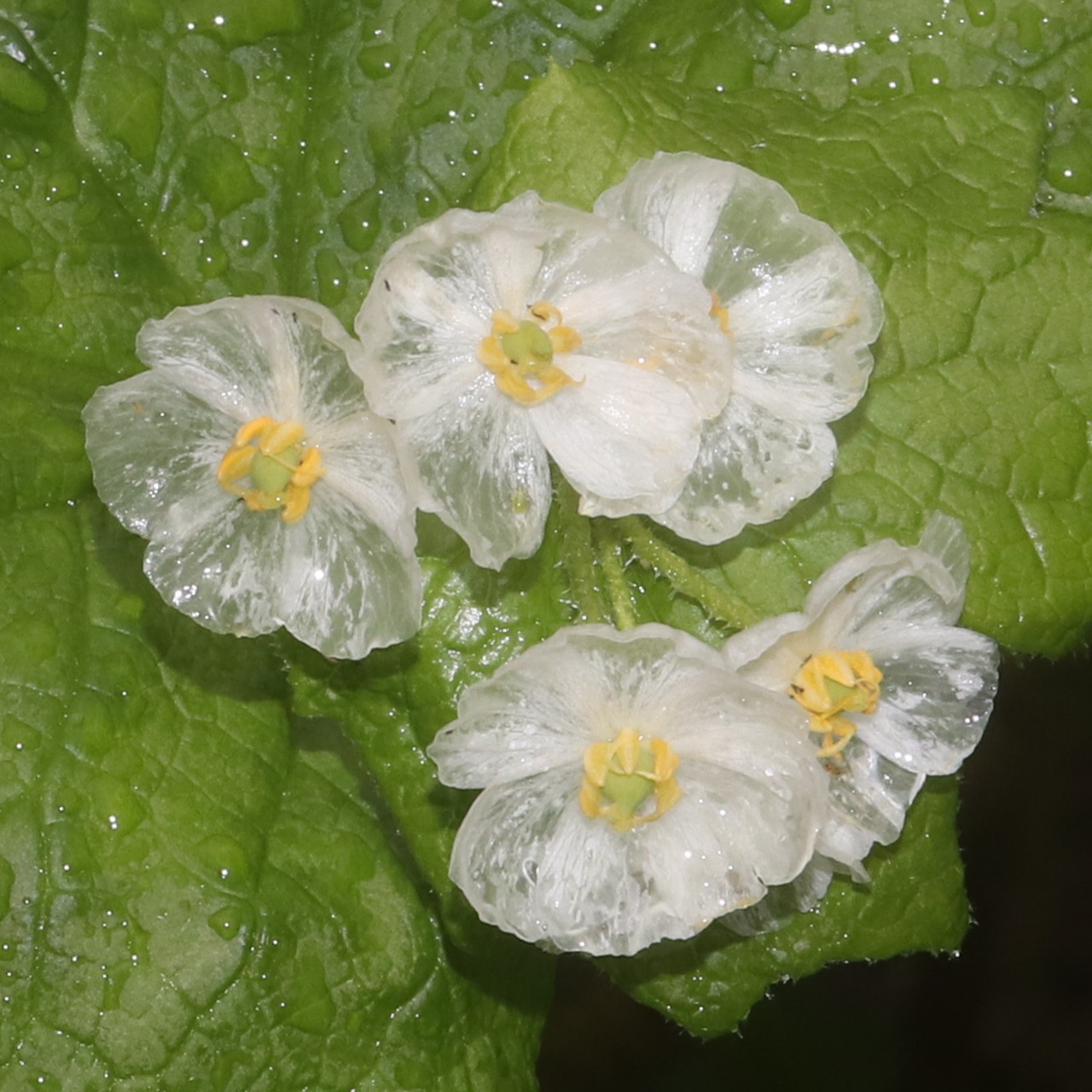 Двулистник (Diphylleia) — внешний вид растения