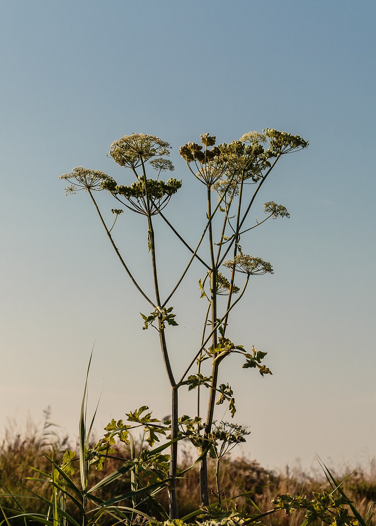 Дягиль (Angelica archangelica) — внешний вид растения