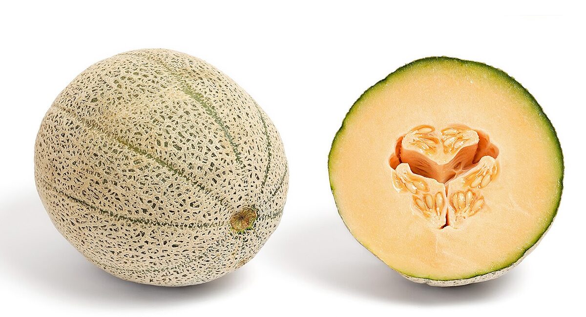 Дыня (Cucumis melo) — внешний вид растения