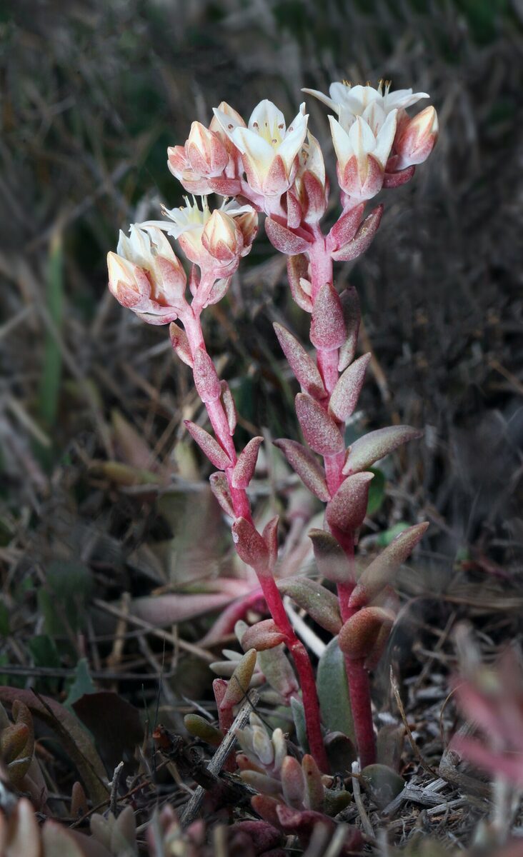 Дудлея (Dudleya) — внешний вид растения