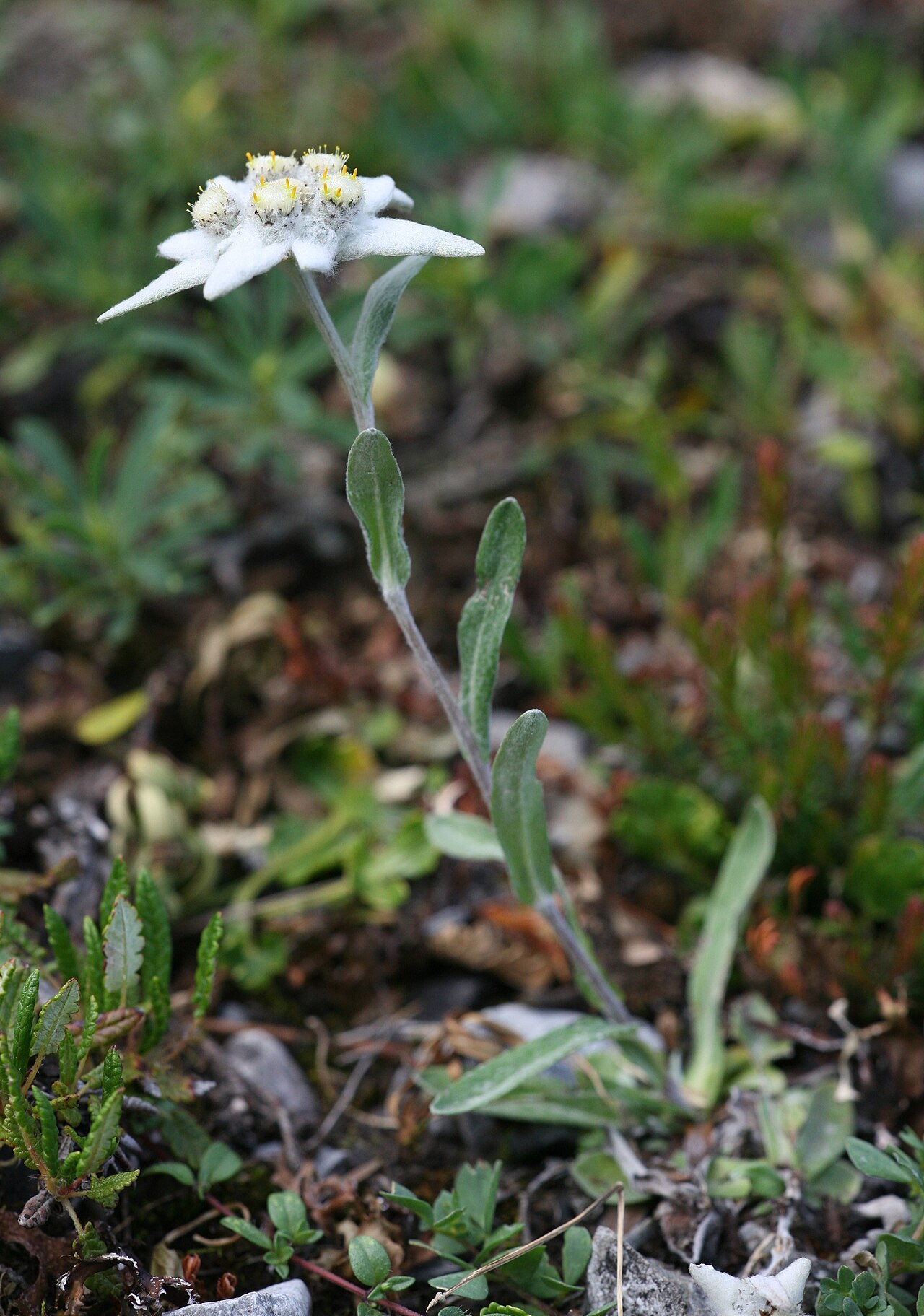 Эдельвейс (Leontopodium alpinum) — внешний вид растения