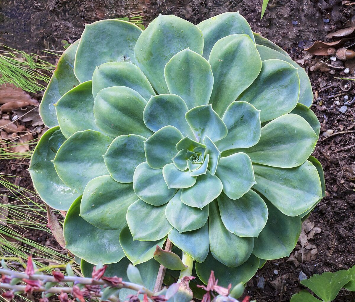 Эхеверия (Echeveria) — внешний вид растения