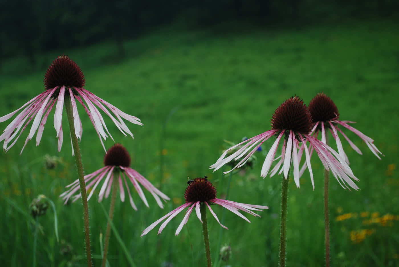 Эхинацея бледная (Echinacea pallida) — длинные поникающие бледно-розовые лепестки
