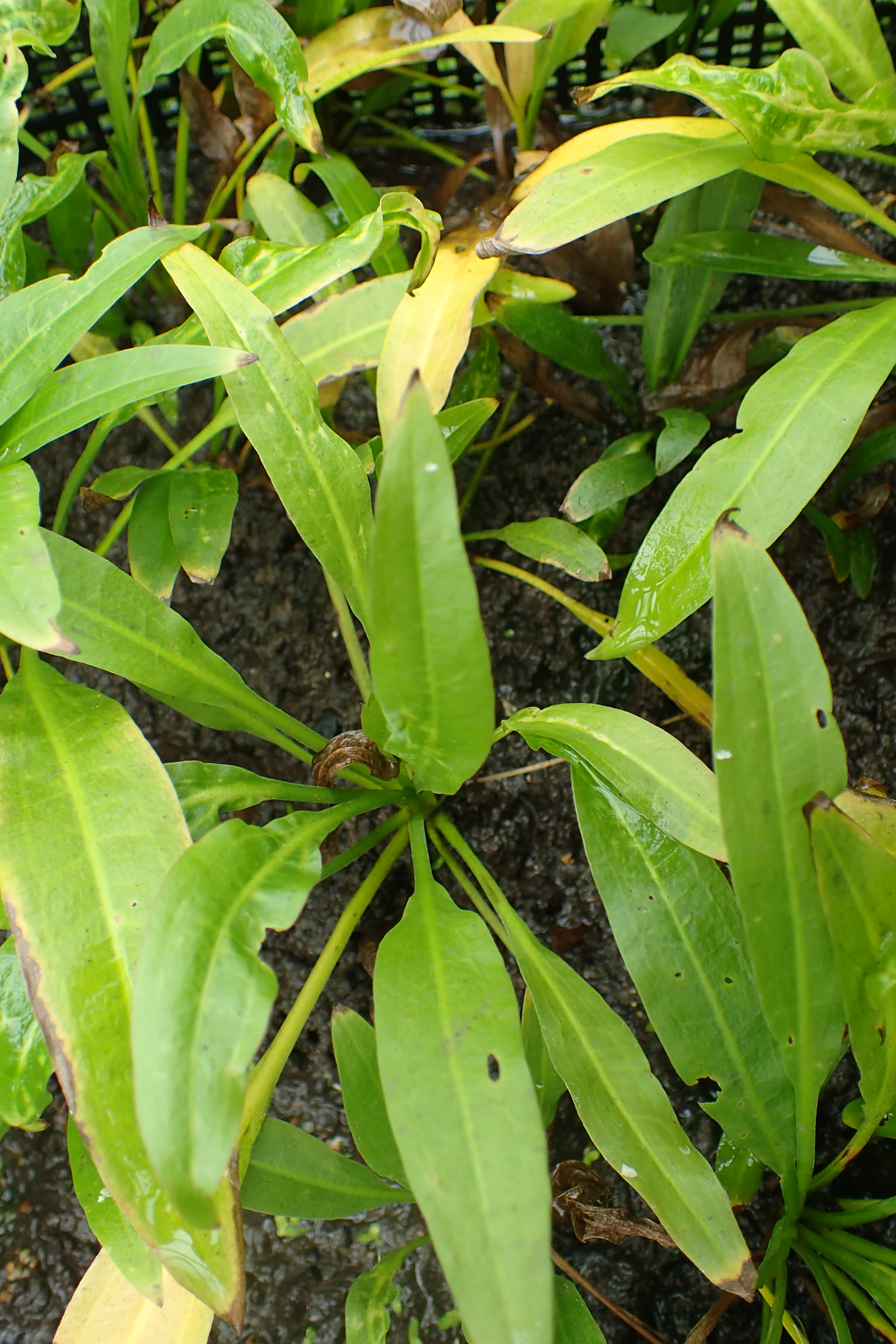 Эхинодорус амазонский (Echinodorus grisebachii) — розетка широких ланцетных листьев
