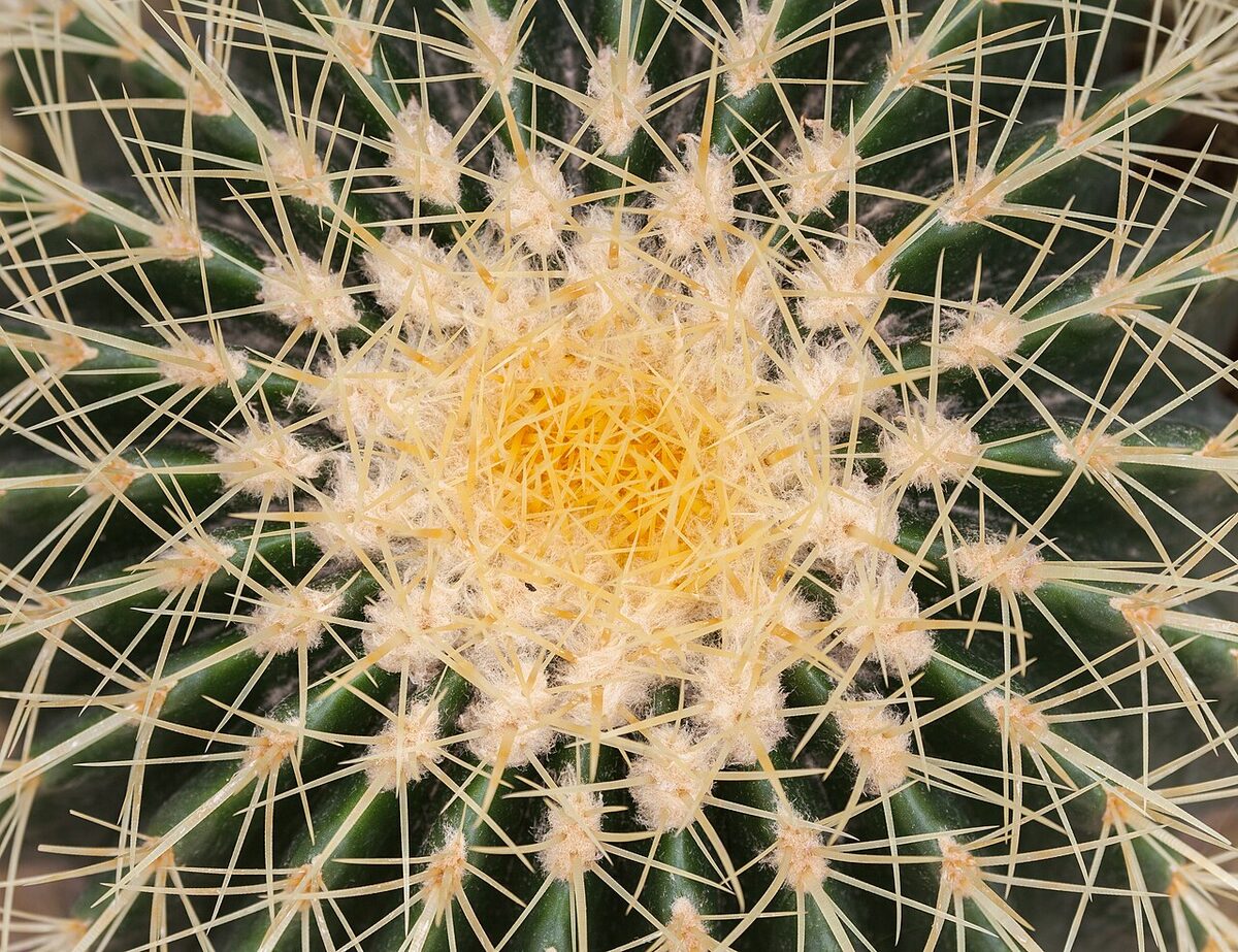 Эхинокактус Грузона (Echinocactus grusonii) — внешний вид растения