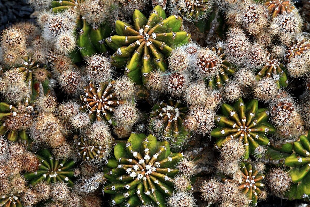 Эхинопсис (Echinopsis) — внешний вид растения