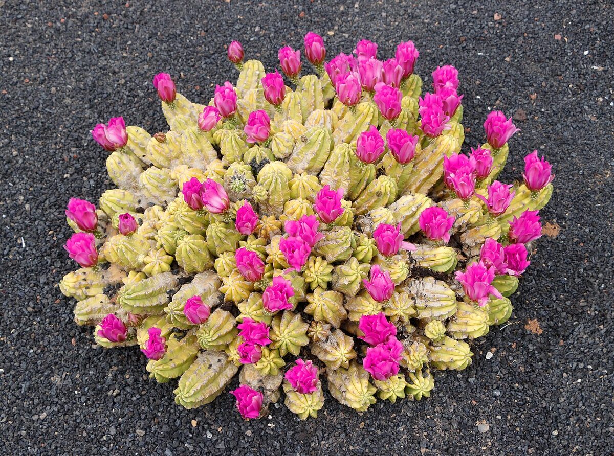Эхиноцереус (Echinocereus) — внешний вид растения