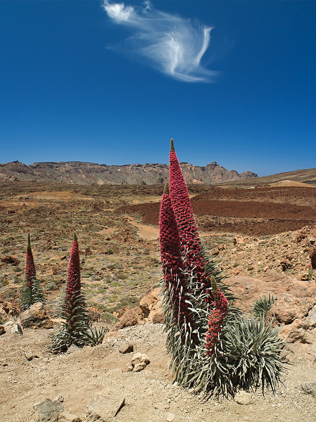 Эхиум (Echium) — внешний вид растения
