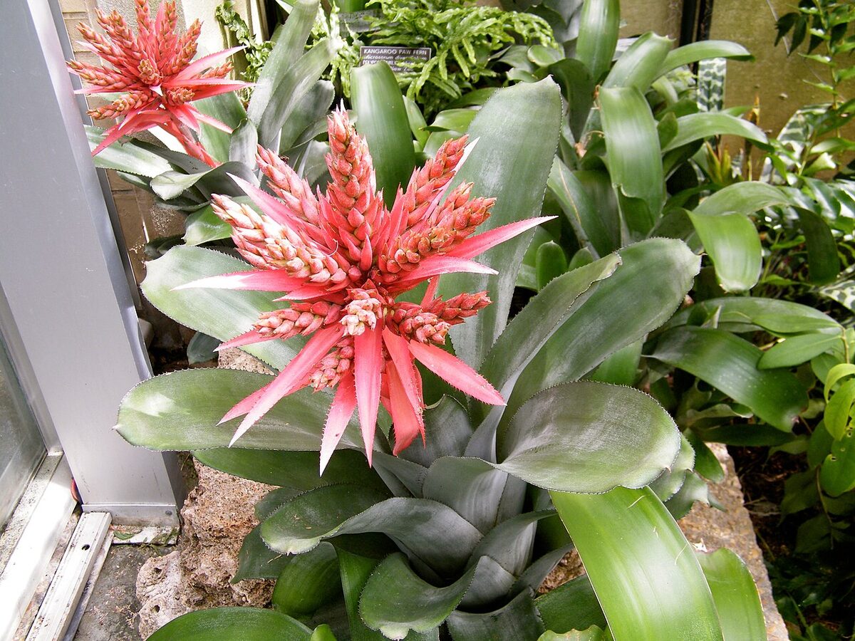 Эхмея (Aechmea) — внешний вид растения