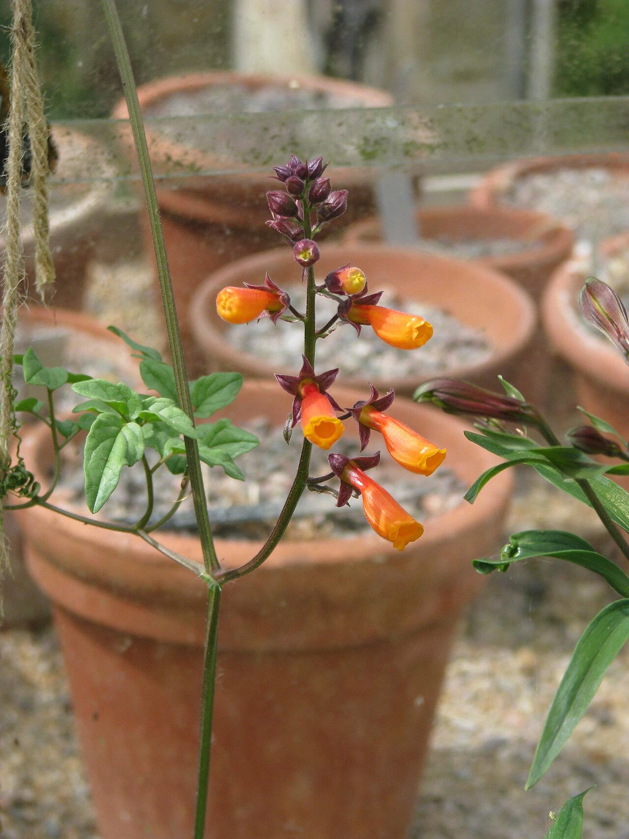 Эккремокарпус (Eccremocarpus scaber) — внешний вид растения
