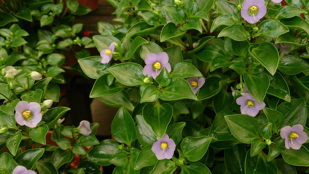 Экзакум (Exacum affine) — внешний вид растения