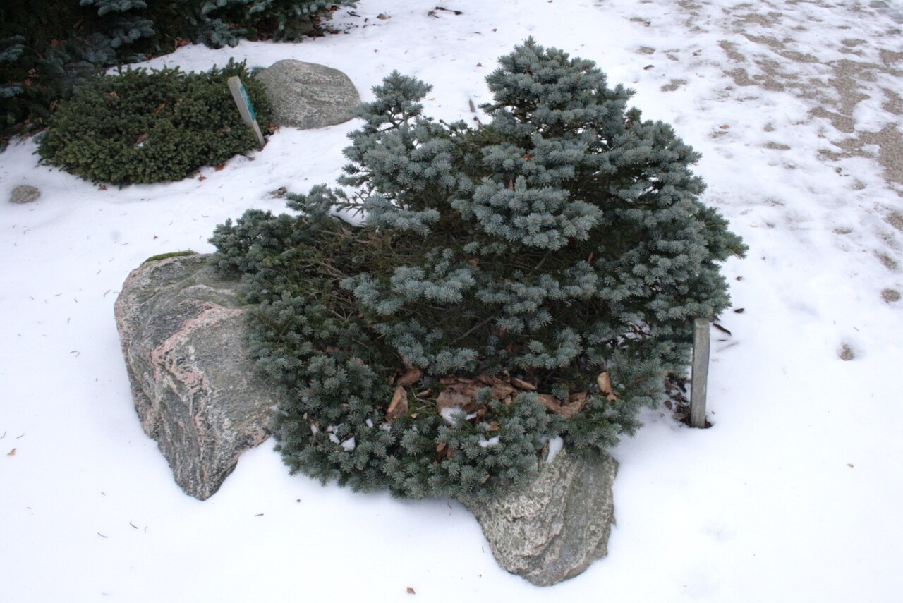 Ель колючая Глаука Глобоза (Picea pungens 'Glauca Globosa') — сизый шаровидный куст