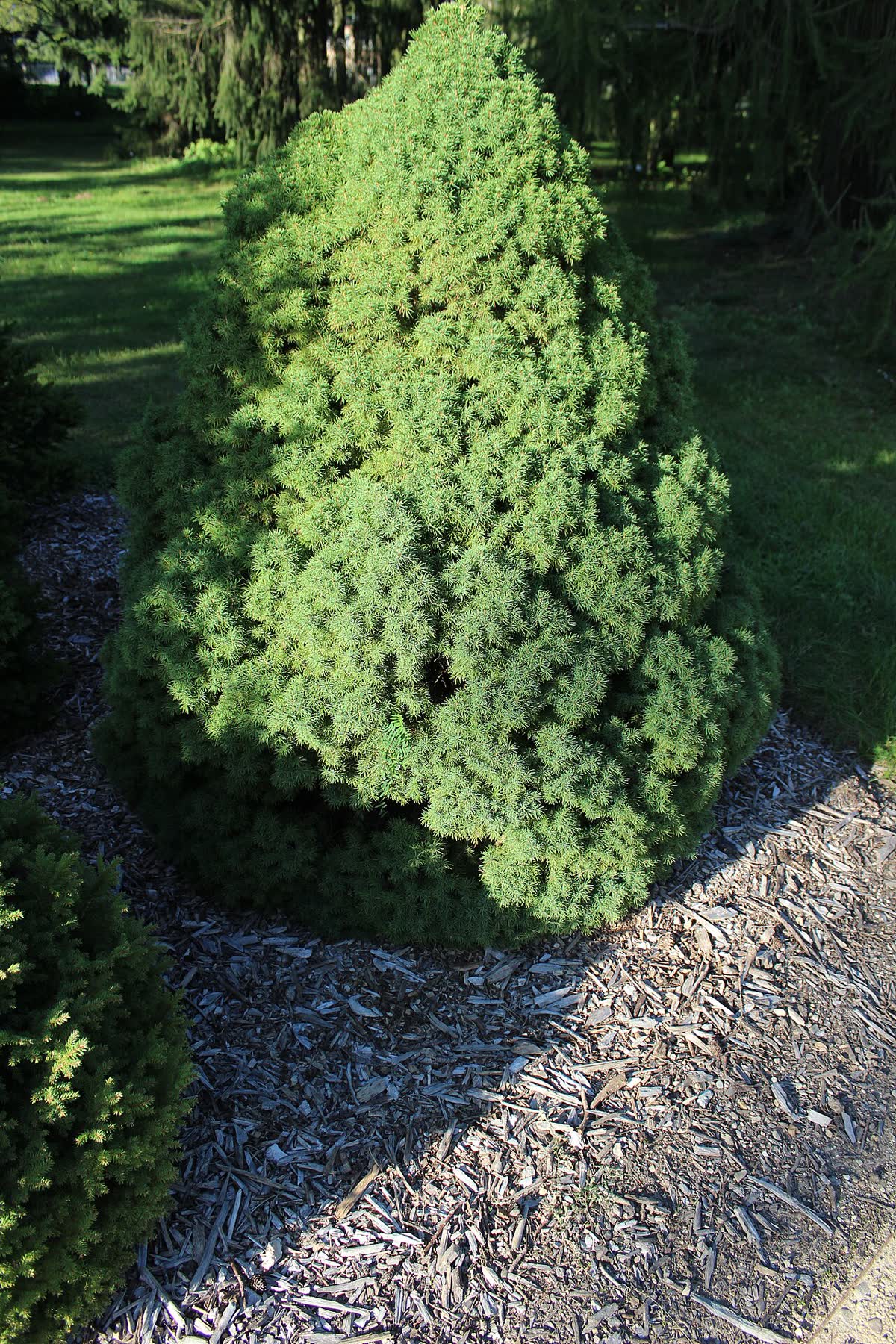 Ель канадская Коника (Picea glauca 'Conica') — плотная коническая крона с ярко-зелёной хвоей
