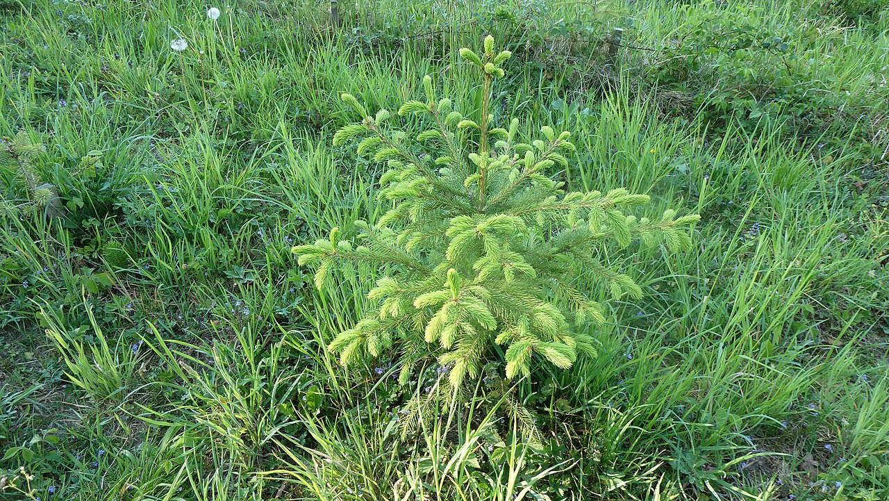 Молодая ель обыкновенная (Picea abies) с светло-зелёным весенним приростом побегов