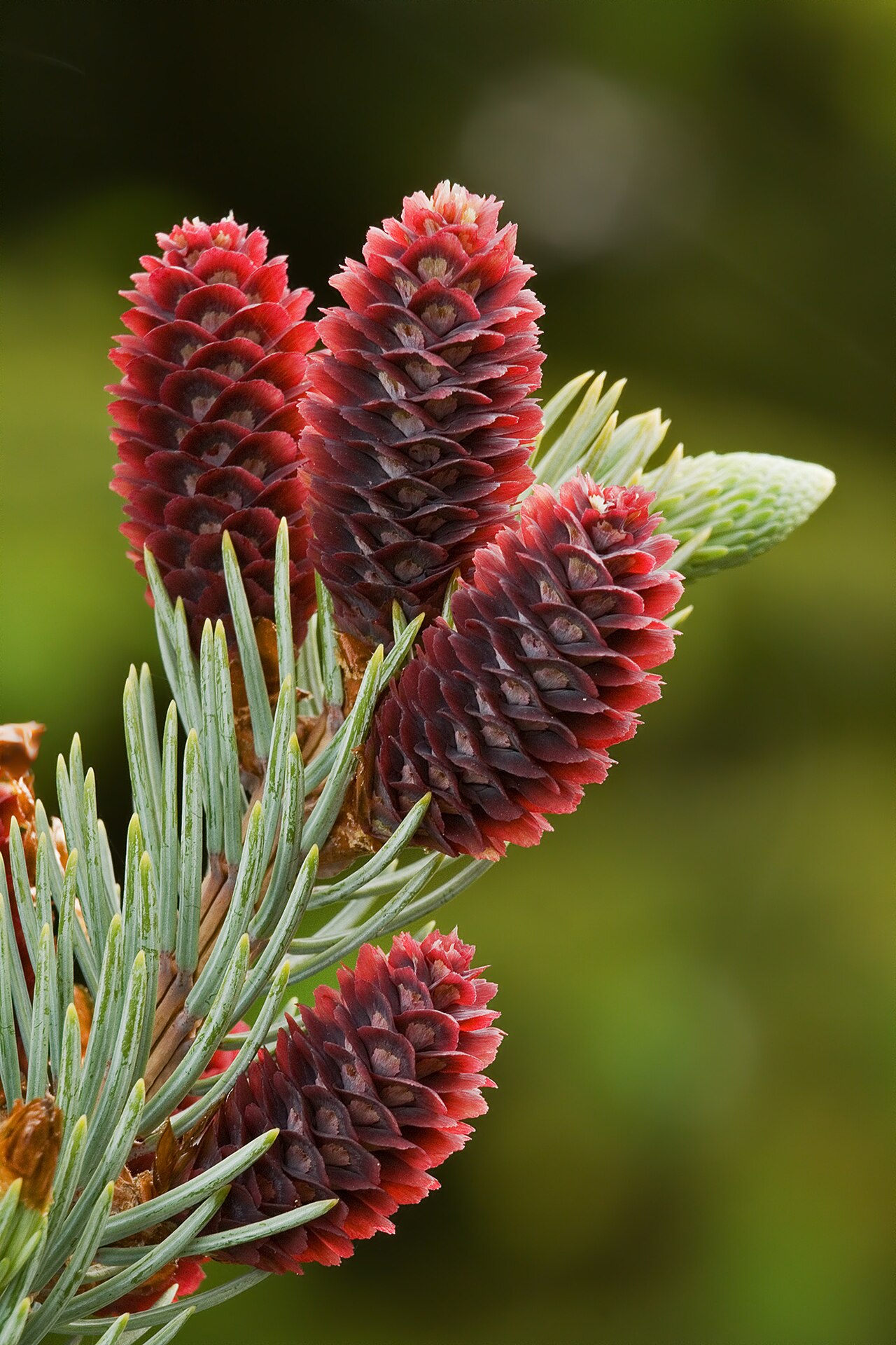 Ель (Picea) — внешний вид растения