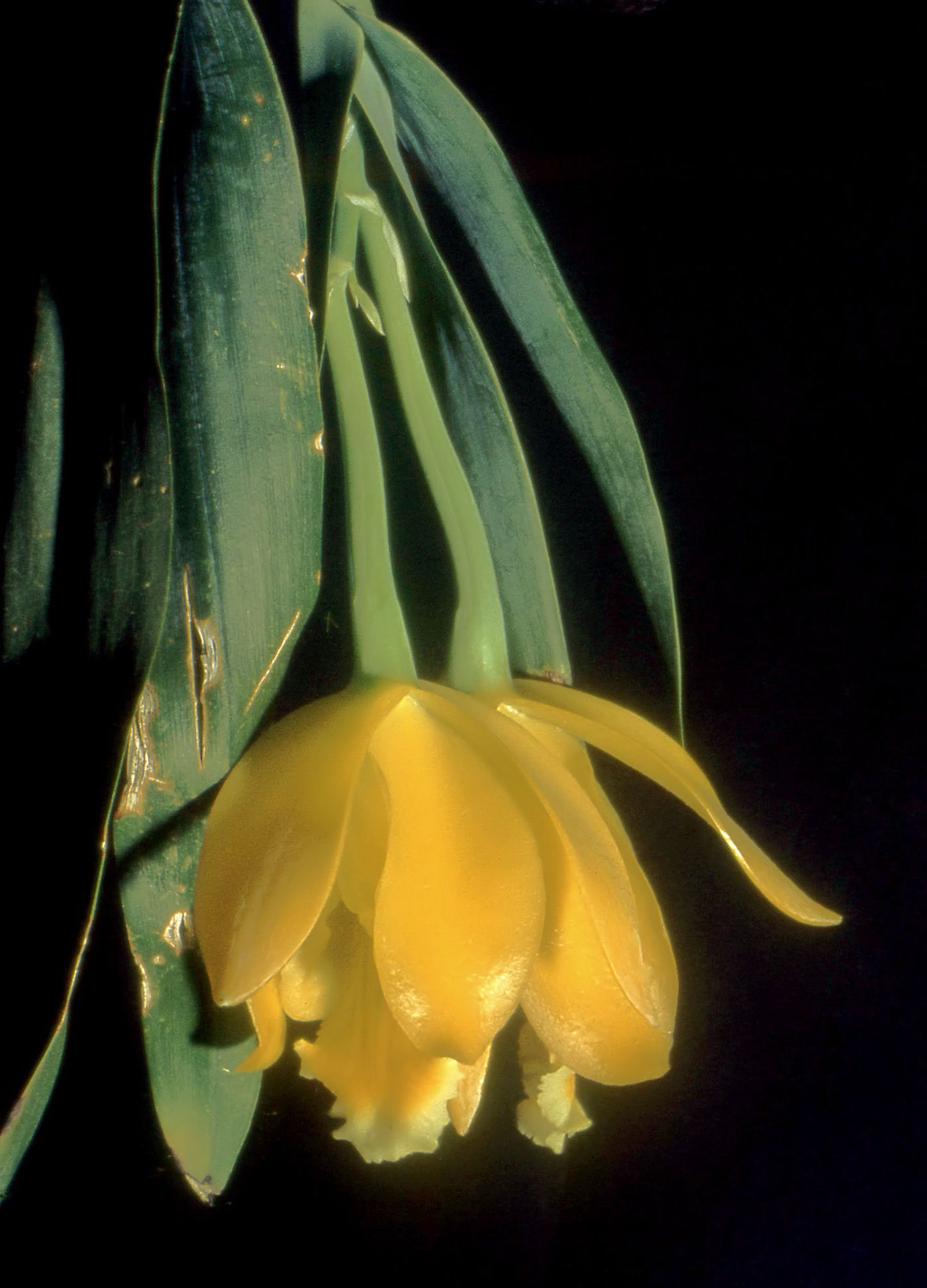 Энциклия цитрина (Encyclia citrina) — растение с толстыми восковыми сизыми листьями и лимонно-жёлтым цветком, свисающими вниз