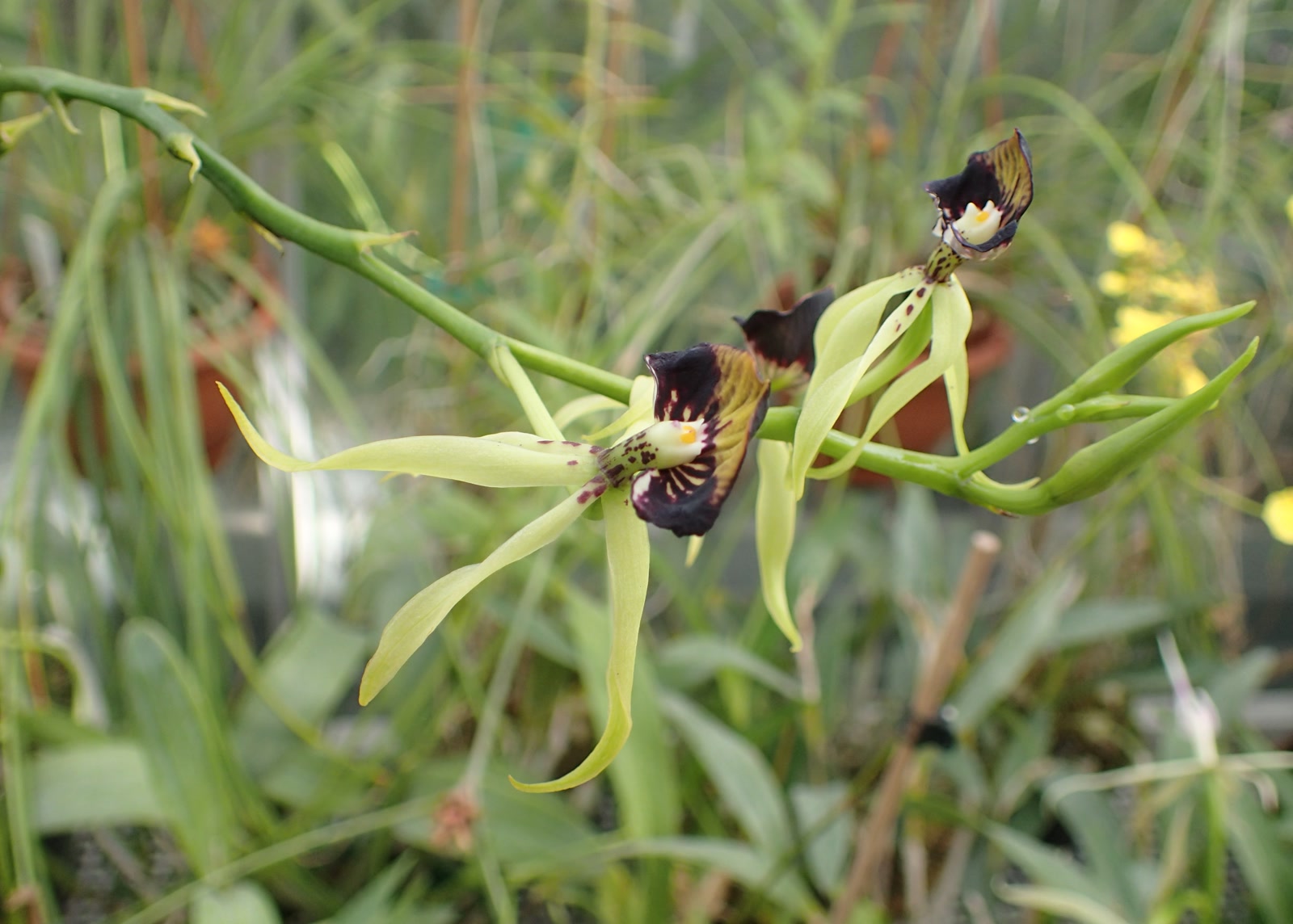 Энциклия раковинная (Encyclia cochleata) — цветок с губой наверху и скрученными лепестками внизу