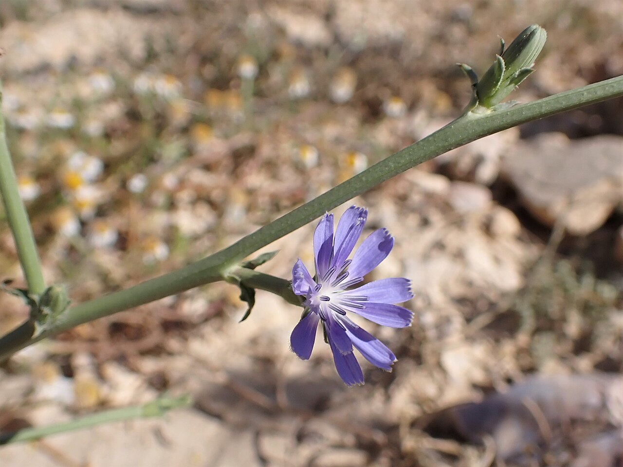 Эндивий (Cichorium endivia) — внешний вид растения