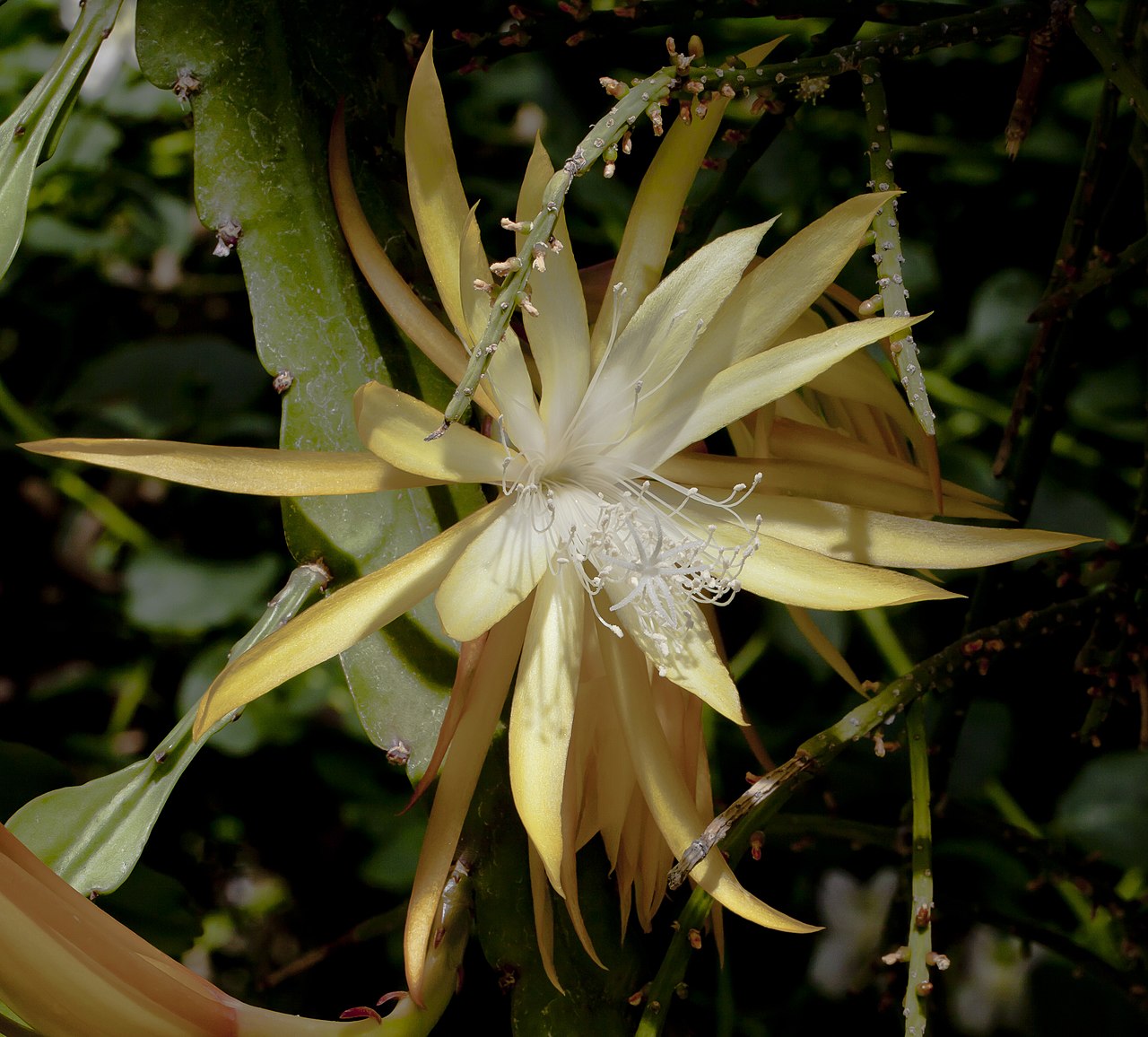 Эпифиллум (Epiphyllum) — внешний вид растения
