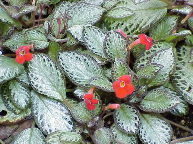 Эписция (Episcia) — внешний вид растения