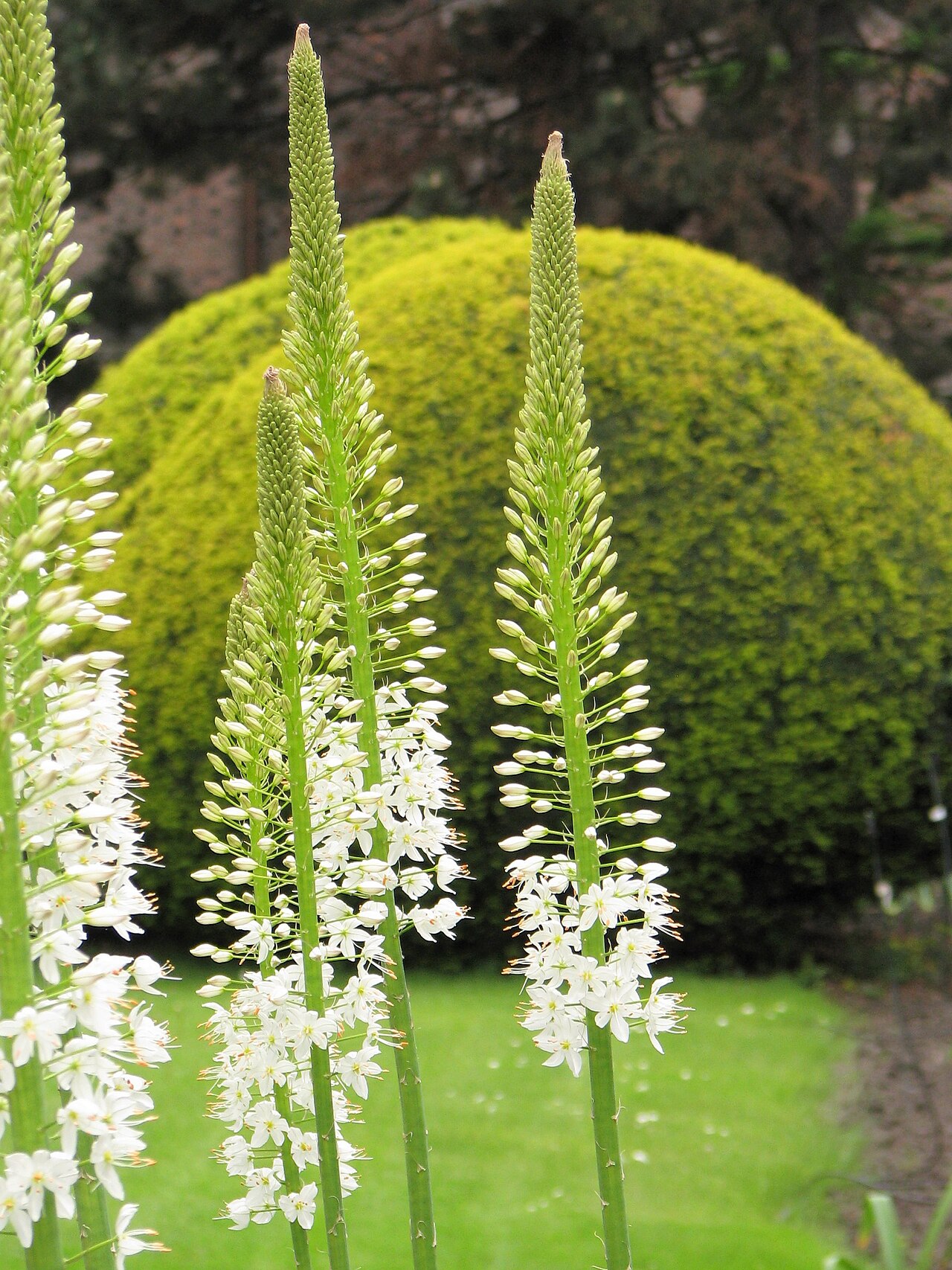 Эремурус (Eremurus) — внешний вид растения