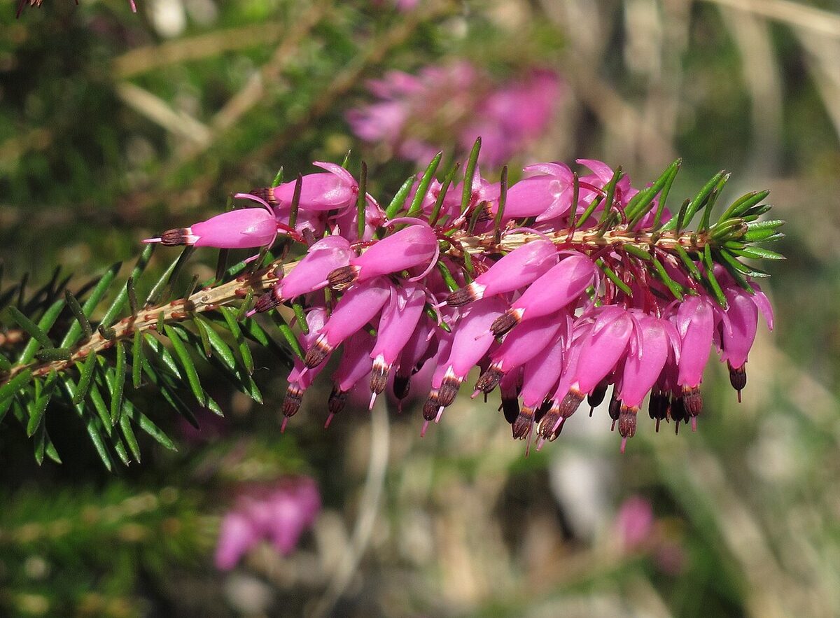 Эрика (Erica carnea) — внешний вид растения