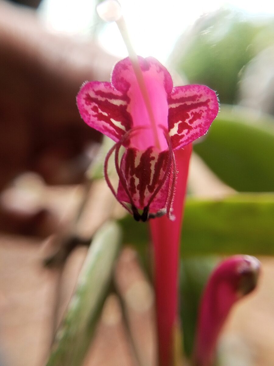 Эсхинантус (Aeschynanthus) — внешний вид растения