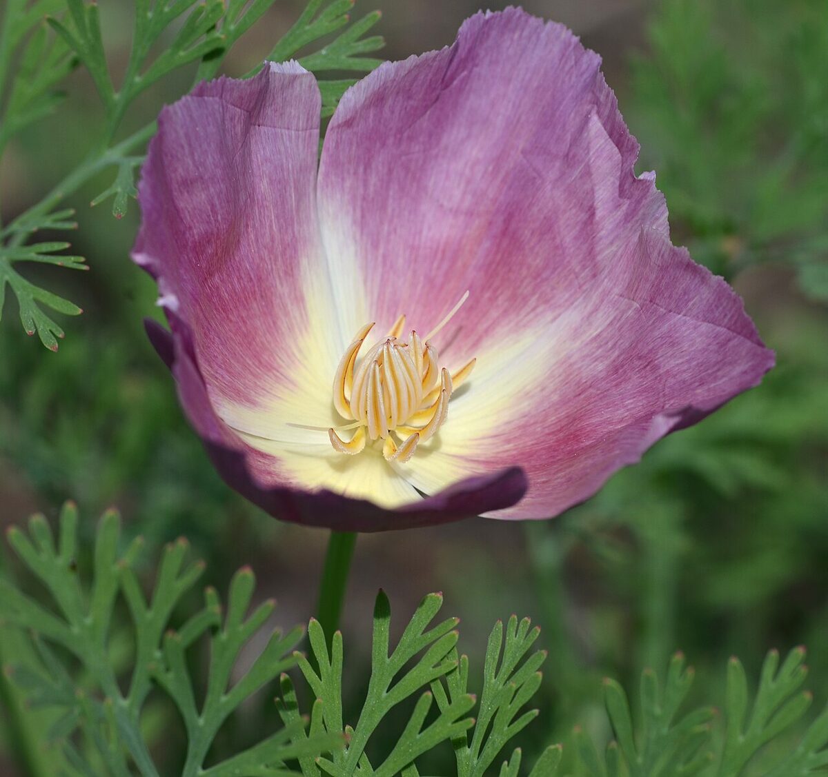Эшшольция (Eschscholzia californica) — внешний вид растения