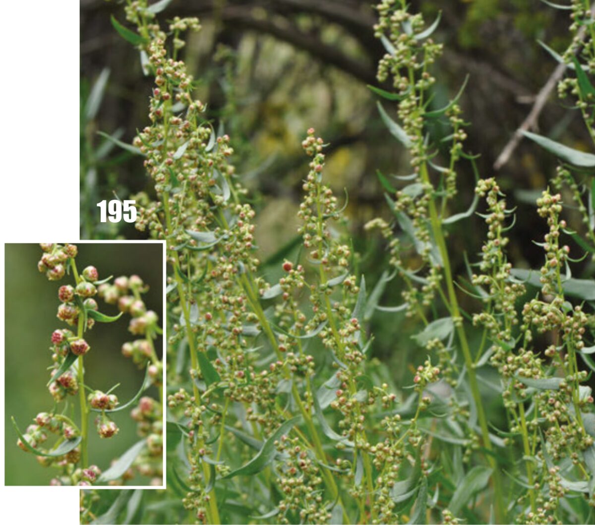 Эстрагон (Artemisia dracunculus) — внешний вид растения