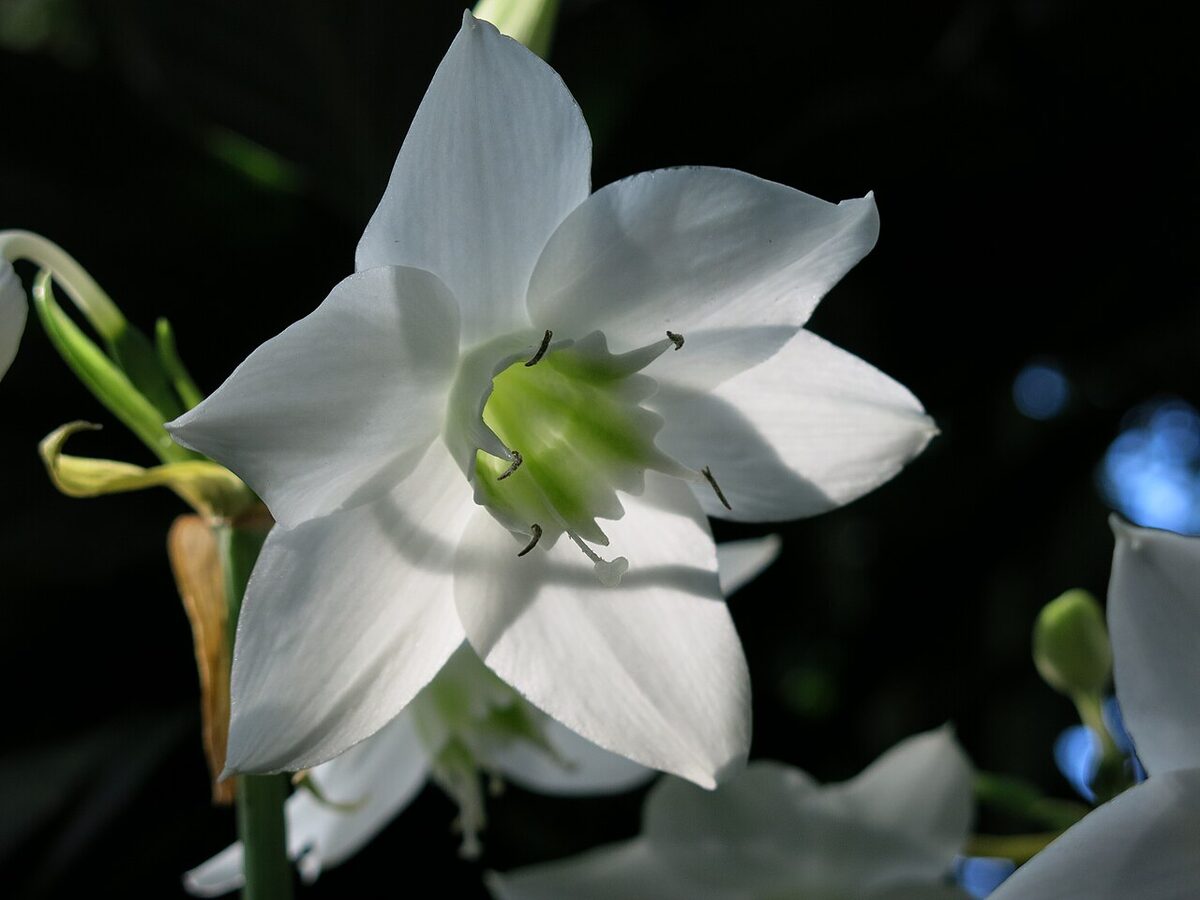 Эухарис (Eucharis) — внешний вид растения