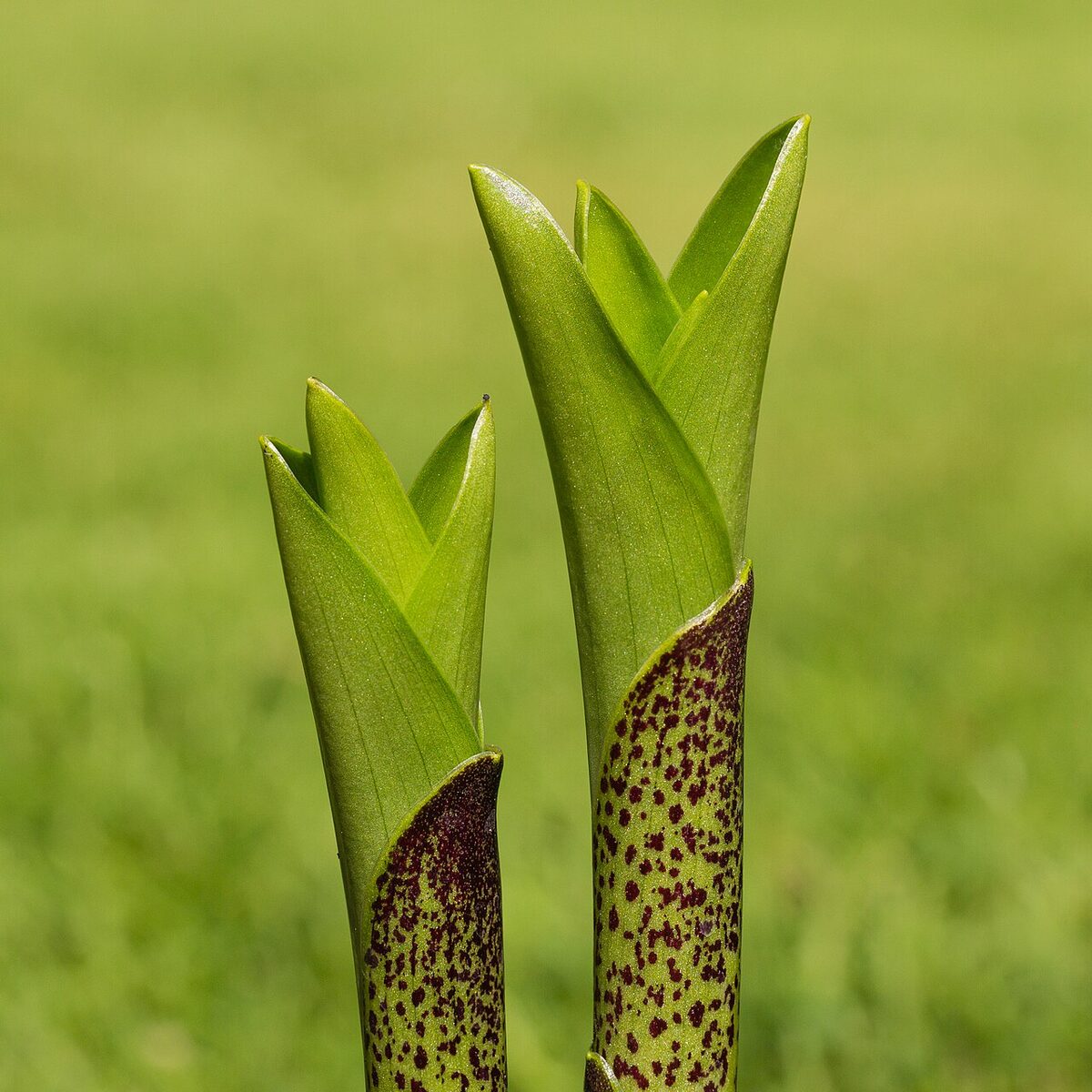 Эукомис (Eucomis) — внешний вид растения