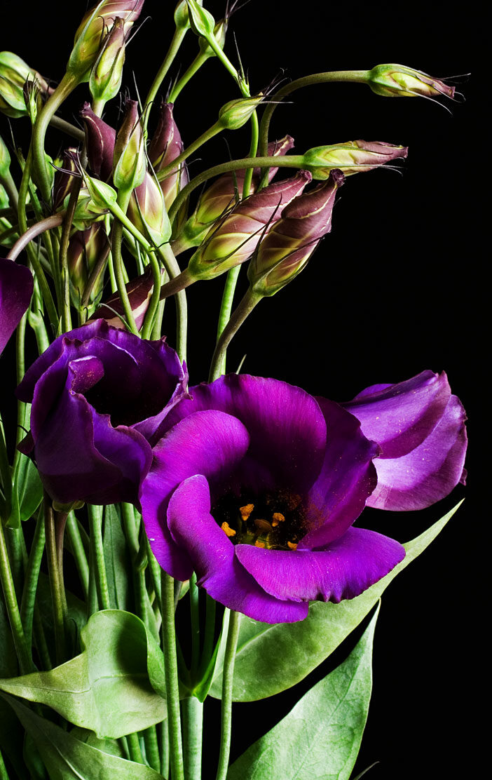 Эустома (Eustoma grandiflorum) — внешний вид растения