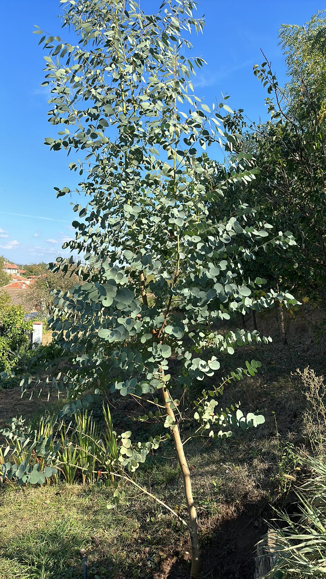 Эвкалипт (Eucalyptus gunnii) — округлые сизые ювенильные листья